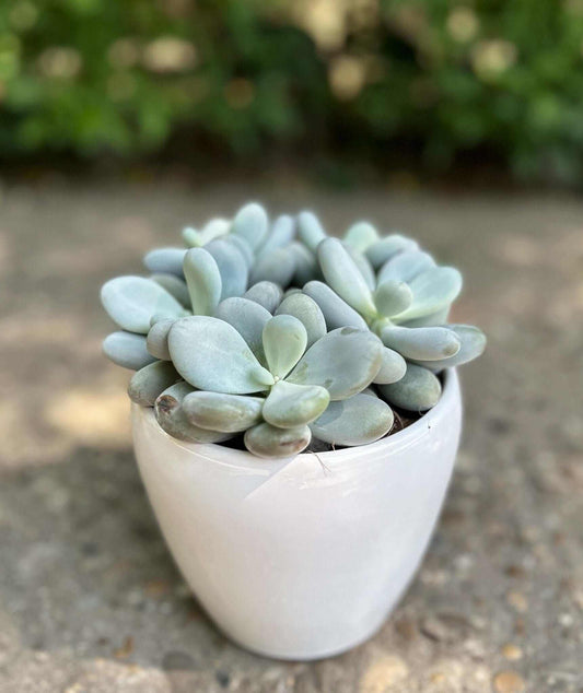 Planta suculenta PACHYPHYTUM OVIFERUM - Desiree FlowerShop